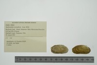 Medionidus conradicus image