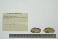 Medionidus conradicus image