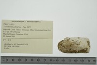 Theliderma cylindrica image