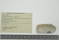 Theliderma cylindrica image