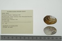 Toxolasma lividum image