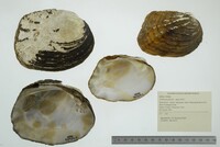 Amblema plicata image