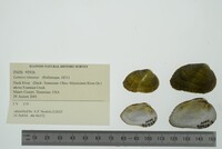 Lemiox rimosus image