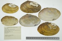 Leptodea fragilis image