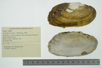 Lasmigona costata image