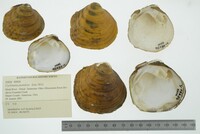 Cyclonaias pustulosa image