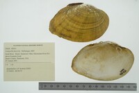 Lampsilis fasciola image