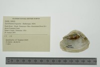Epioblasma triquetra image