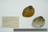 Pleuronaia dolabelloides image