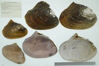 Potamilus alatus image