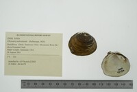 Obovaria subrotunda image