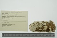 Theliderma cylindrica image