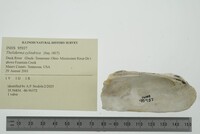 Theliderma cylindrica image