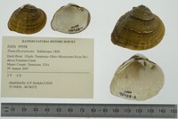 Truncilla truncata image