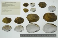 Epioblasma rangiana image