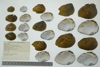 Pleurobema clava image