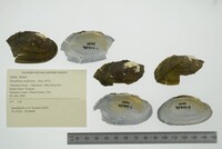 Strophitus undulatus image