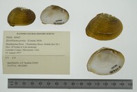 Epioblasma penita image