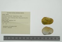 Epioblasma ahlstedti image