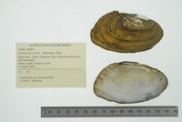 Lasmigona costata image