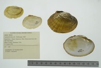 Lampsilis fasciola image