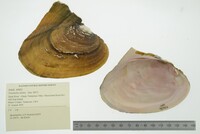 Potamilus alatus image