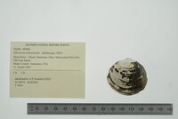 Obovaria subrotunda image