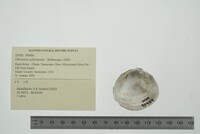 Obovaria subrotunda image