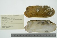 Theliderma cylindrica image