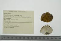 Truncilla truncata image