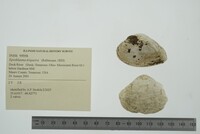 Epioblasma triquetra image