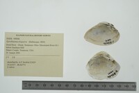 Epioblasma triquetra image