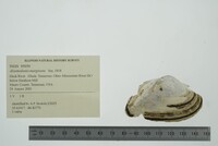 Alasmidonta marginata image