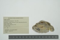 Alasmidonta marginata image