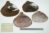 Potamilus alatus image