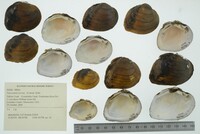 Media resource of Fusconaia cerina