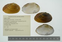 Pleurobema perovatum image