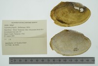 Leptodea fragilis image