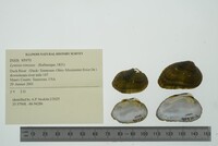 Lemiox rimosus image