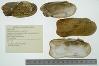 Theliderma cylindrica image