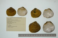 Cyclonaias pustulosa image