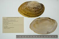 Lampsilis fasciola image