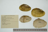 Leptodea fragilis image