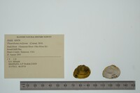 Pleurobema oviforme image