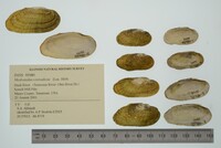 Medionidus conradicus image