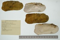 Theliderma cylindrica image