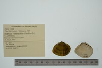 Truncilla truncata image