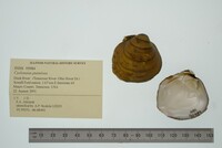 Cyclonaias pustulosa image