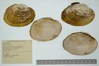 Lampsilis fasciola image