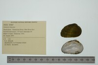 Lemiox rimosus image